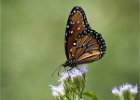 Monarch Butterfly - Sue Richardon (Open).jpg : Butterfly, Texas 2017